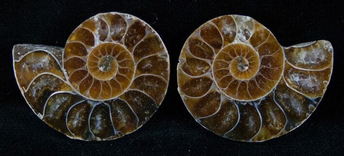Small Desmoceras Ammonite Pair - #14929